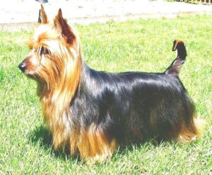 Australian Silky Terrier shed