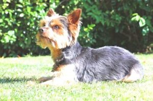 Australian Silky Terrier price