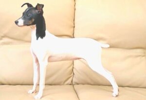 Nihon Teria japanese terrier