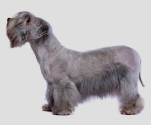 Cesky Terrier price