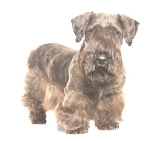 Cesky Terrier puppy