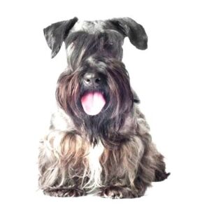 Cesky Terrier for sale