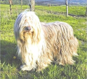 Bearded Collie Caracteristicas