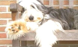 Bearded Collie España