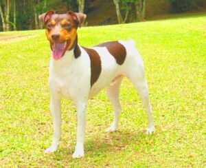 Terrier brasileño mini