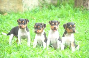 Terrier brasileño cachorro