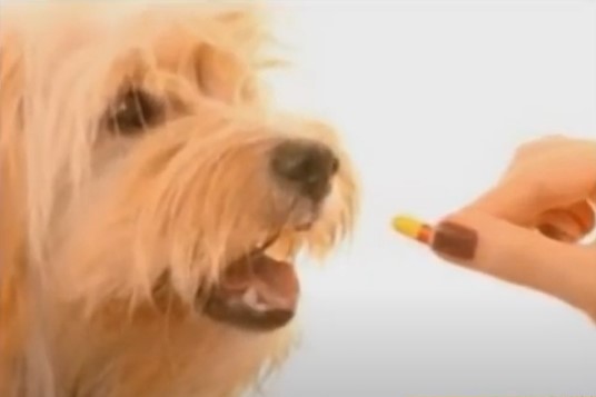 Medicamentos Humanos aptos para perros