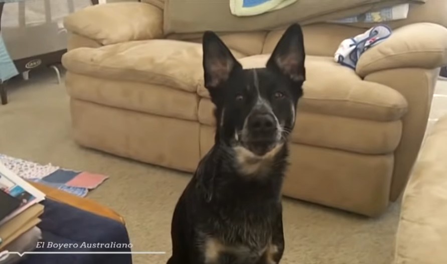 Australian Cattle Dog puppy