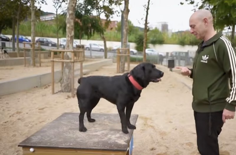 Adiestradores de Perros en Sevilla