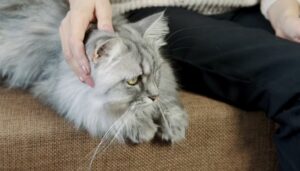 gato solo en casa vacaciones