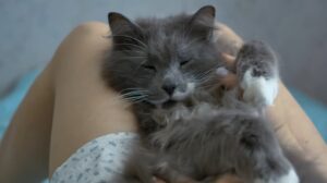 Un gato solo en casa se aburre