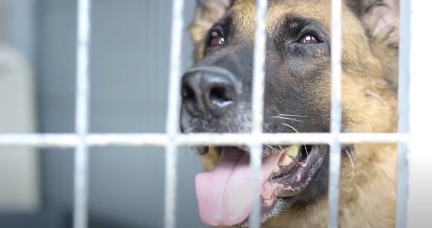 Jornadas de Adopción de Perros