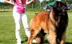 Perro Leonberger mexico
