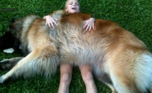Perro Leonberger peso