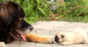 Perro Leonberger alimentacion