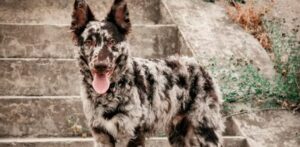 perro Mudi peso