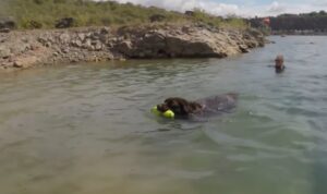 Perro Terranova bebe