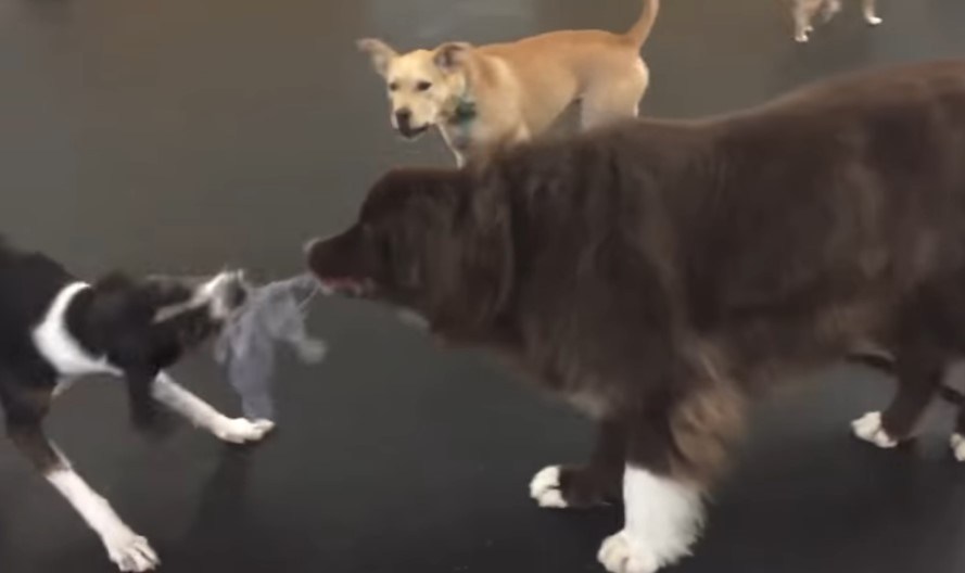 Perro Terranova peso