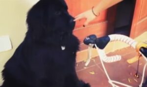 Perro Terranova altura