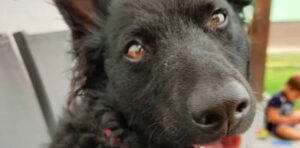 perro Mudi precio