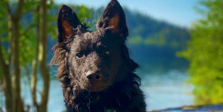Origen del perro Mudi