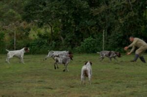 Perro Pointer gris