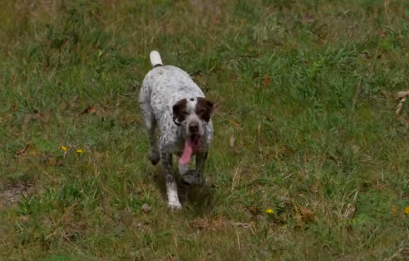 Perro Pointer marron
