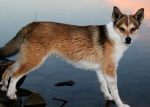 perro Lundehund noruego