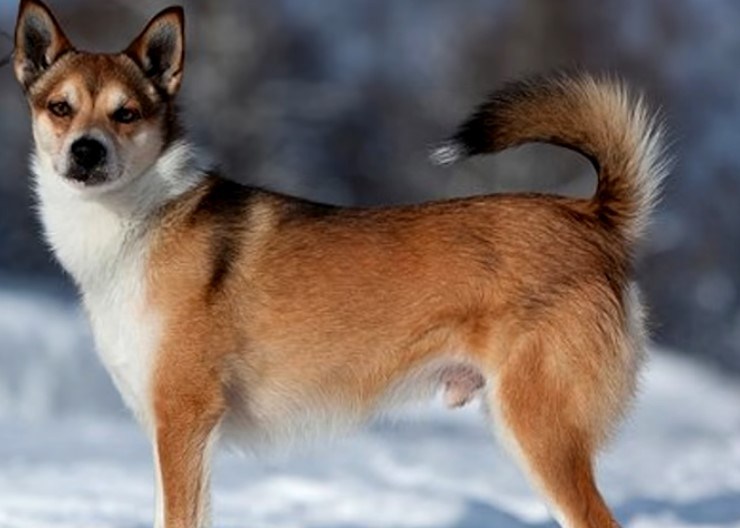 perro Lundehund precio