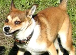 perro Lundehund wikipedia
