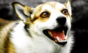 Raza de perro Lundehund