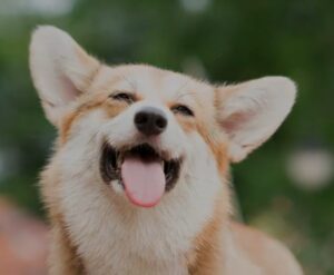 Pembroke Welsh Corgi criadero