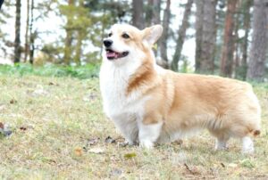 Pembroke Welsh Corgi for sale