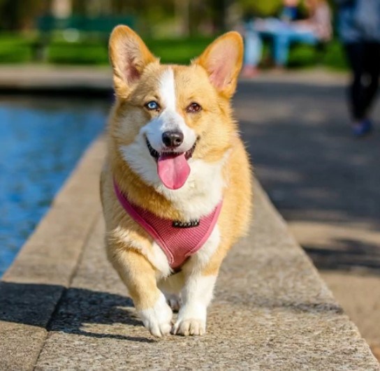 Pembroke Welsh Corgi puppies