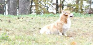 Pembroke Welsh Corgi caracteristicas