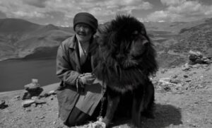 perro Mastín Tibetano en venta