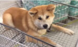 Akita Inu colores