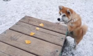 Akita Inu token