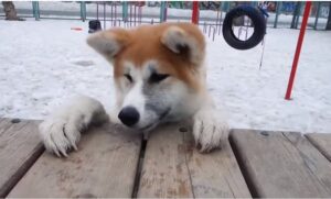 Akita Inu americano