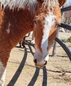 Caballos con Rulos patagonia