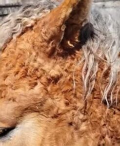 Caballos con Rulos argentina
