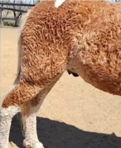Raza de Caballos con Rulos