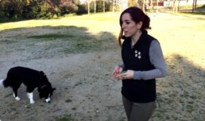 Clicker para Perros precio