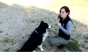Como usar Clicker para Perros