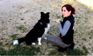Clicker para Perros como funciona