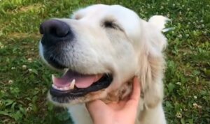 Comportamientos en Perros con niños