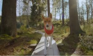 Comportamientos en Perros con sus dueños