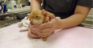 clínica para perros del gobierno