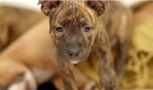 Vacunas para Perros cachorros