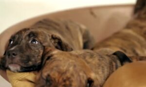Vacunas para Perros adultos
